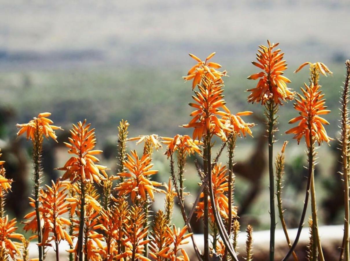 Cortijo El Paraiso Los Escullos Bagian luar foto